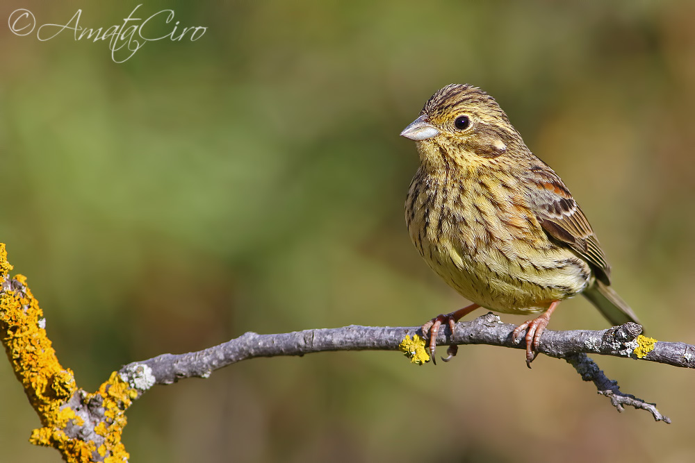 Emberiza cirlus / Zigolo nero, femmina