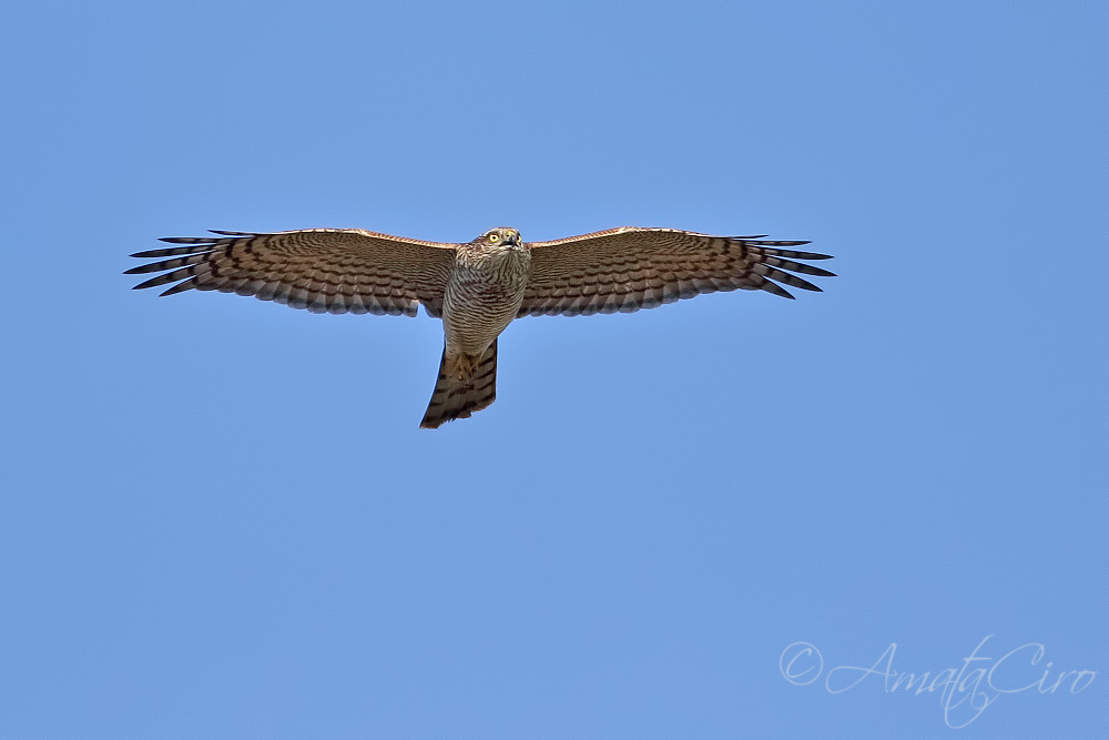 id rapace