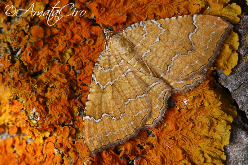 Falena da id 2: Camptogramma bilineata - Geometridae