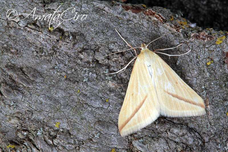 Falena da id 8 - Rhodometra sacraria