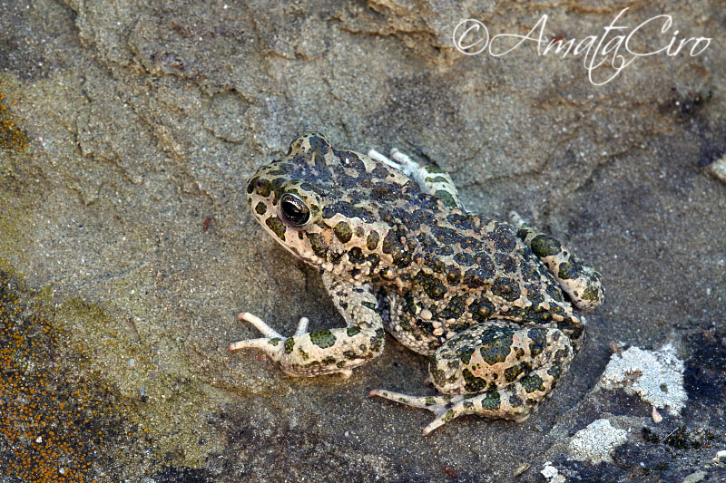 richiesta Identificazione - Bufotes siculus