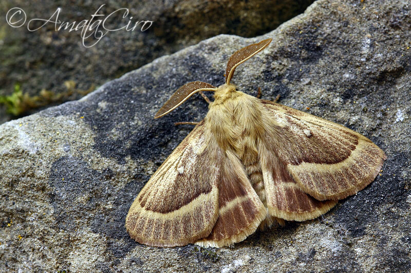 Lasiocampa trifolii cocles