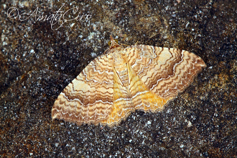 Falena da id 2: Camptogramma bilineata - Geometridae