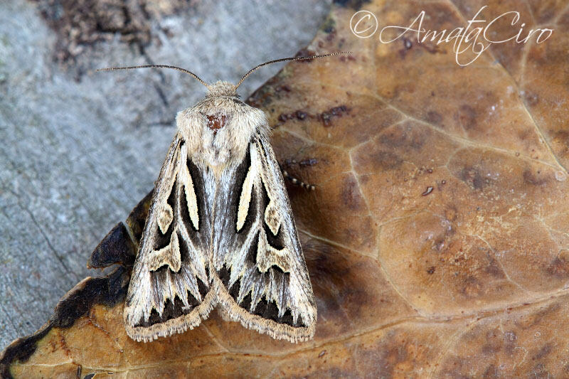 Falena da id 3: Eucoptocnemis (Cladocerotis) optabilis