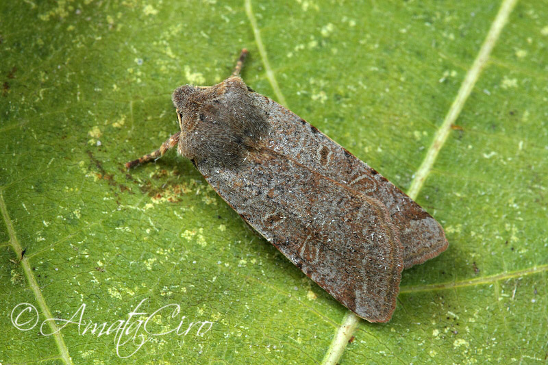 da determinare: Agrochola (Agrochola) lychnidis - Noctuidae