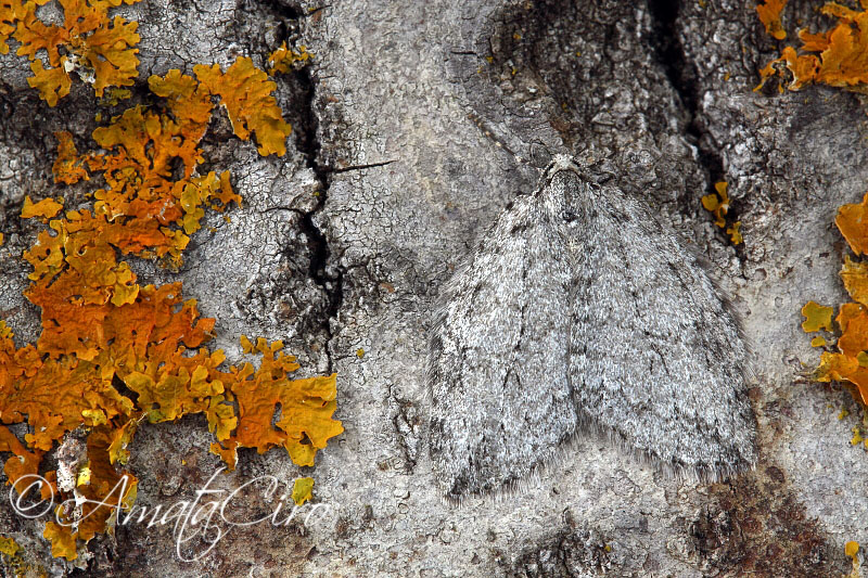 da determinare 12 - Epirrita sp. (Geometridae)