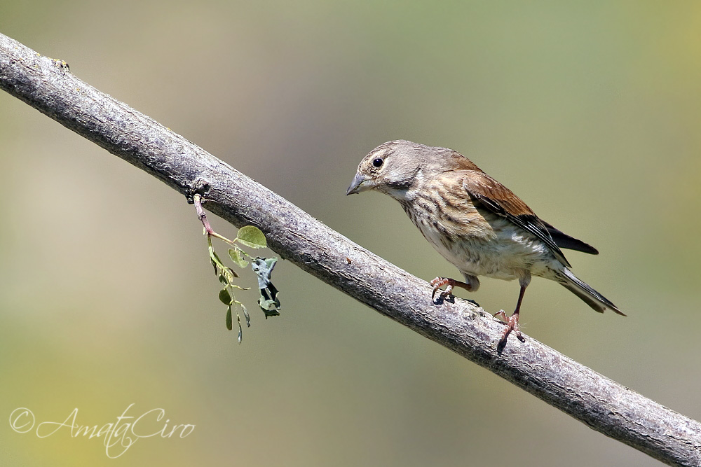 Passeriformi: Strillozzi (Emberiza calandra) e Fanello (Carduelis cannabina)