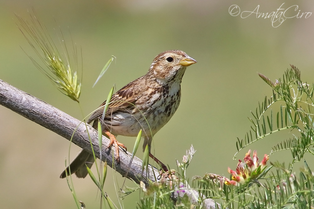 Passeriformi: Strillozzi (Emberiza calandra) e Fanello (Carduelis cannabina)