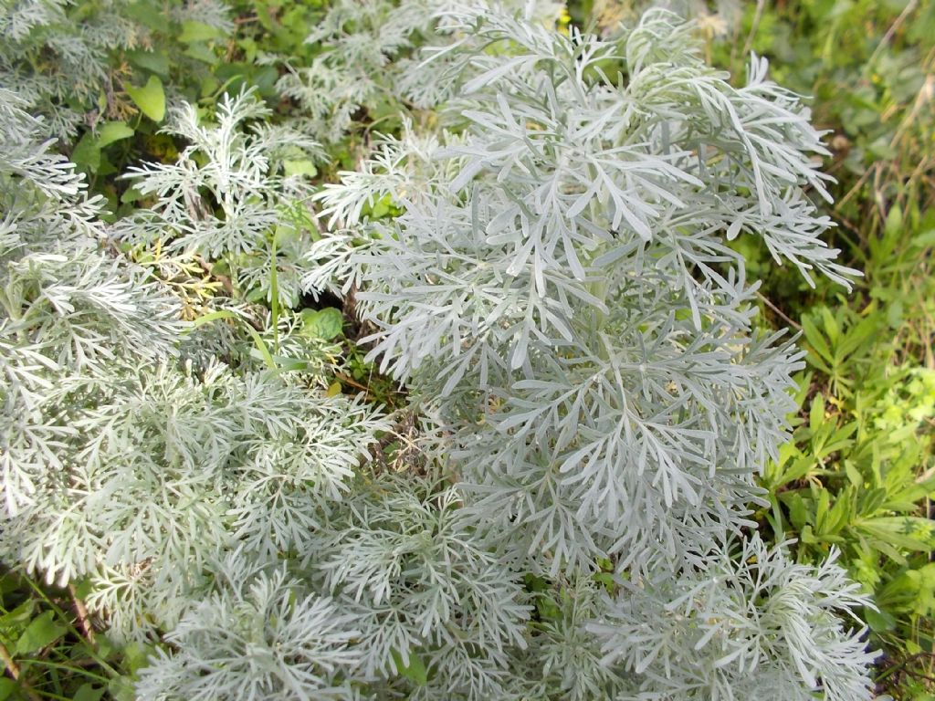 Artemisia arborescens