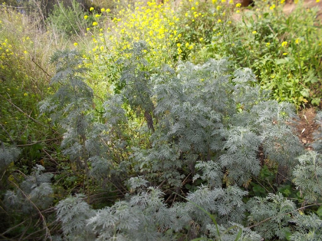Artemisia arborescens