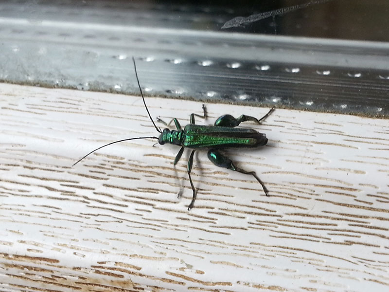 Piccolo ortottero verde metallizzato. No. Oedemera sp.