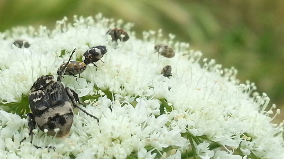 Valgus hemipterus e Anthrenus sp.