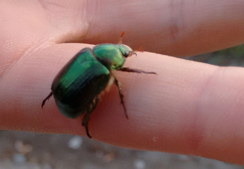 Anomala sp., Rutelidae