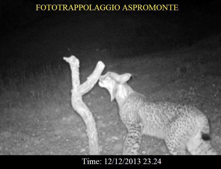 La lince nell'' Appennino centrale