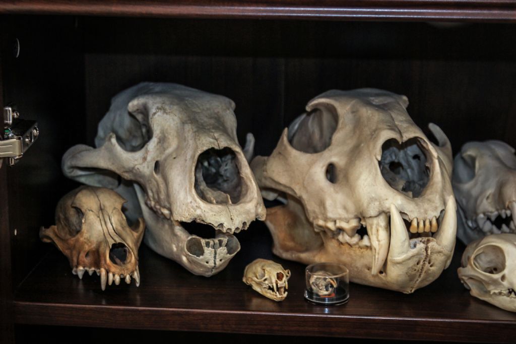 Collezione Crani