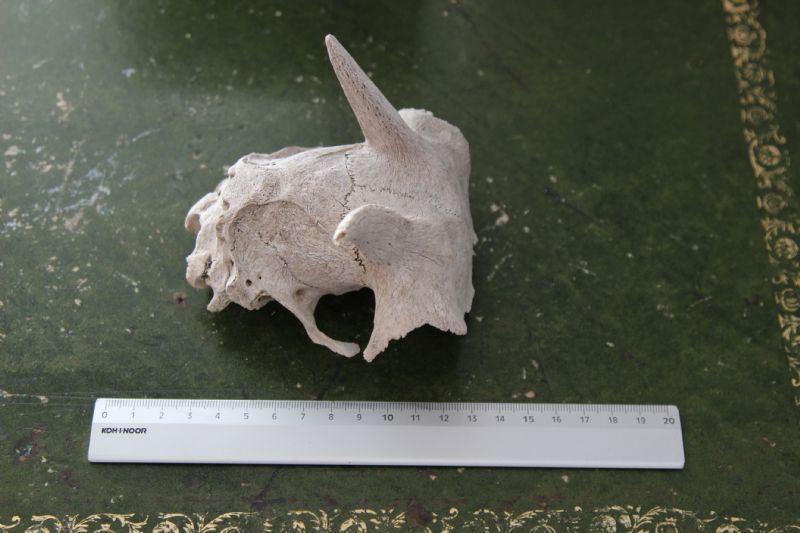 Crani da identificare. Cani e Capra domestica