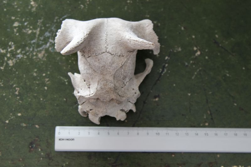 Crani da identificare. Cani e Capra domestica