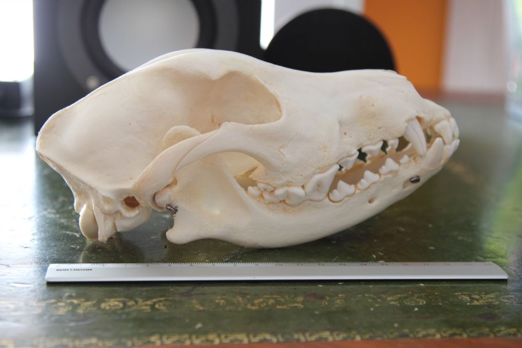 Crani da identificare. Cani e Capra domestica