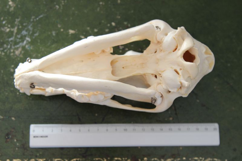 Crani da identificare. Cani e Capra domestica