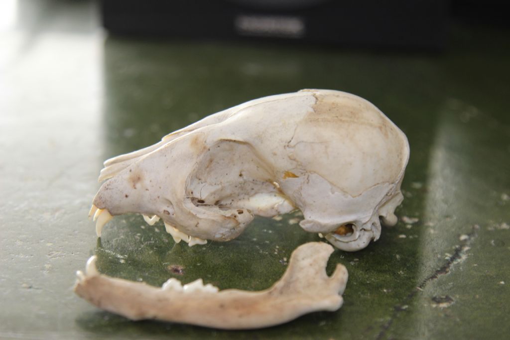 Crani da identificare. Cani e Capra domestica