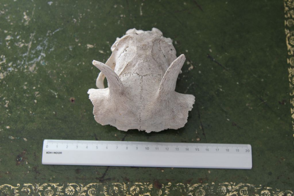 Crani da identificare. Cani e Capra domestica