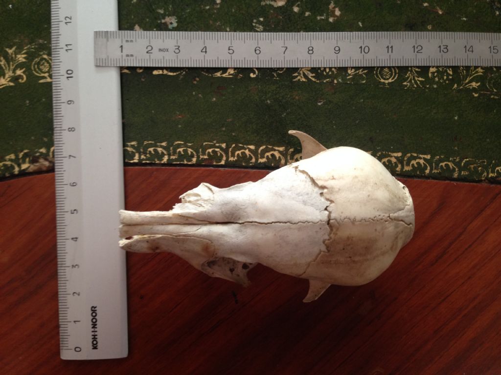 Crani da identificare. Cani e Capra domestica