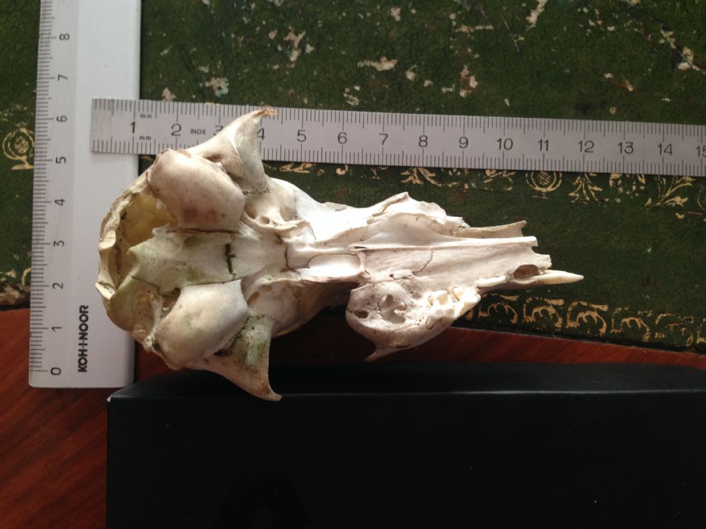 Crani da identificare. Cani e Capra domestica