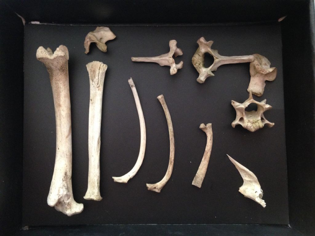 Crani da identificare. Cani e Capra domestica