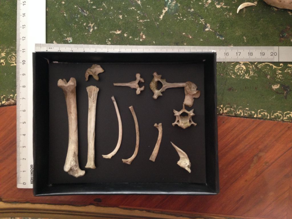 Crani da identificare. Cani e Capra domestica