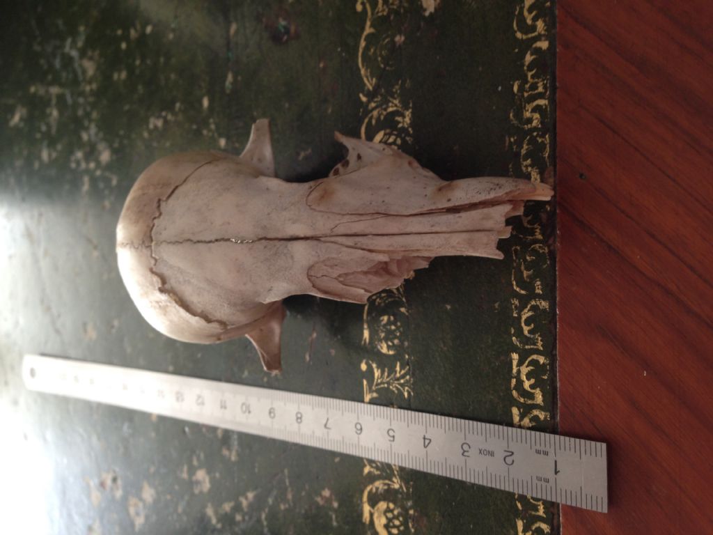 Crani da identificare. Cani e Capra domestica