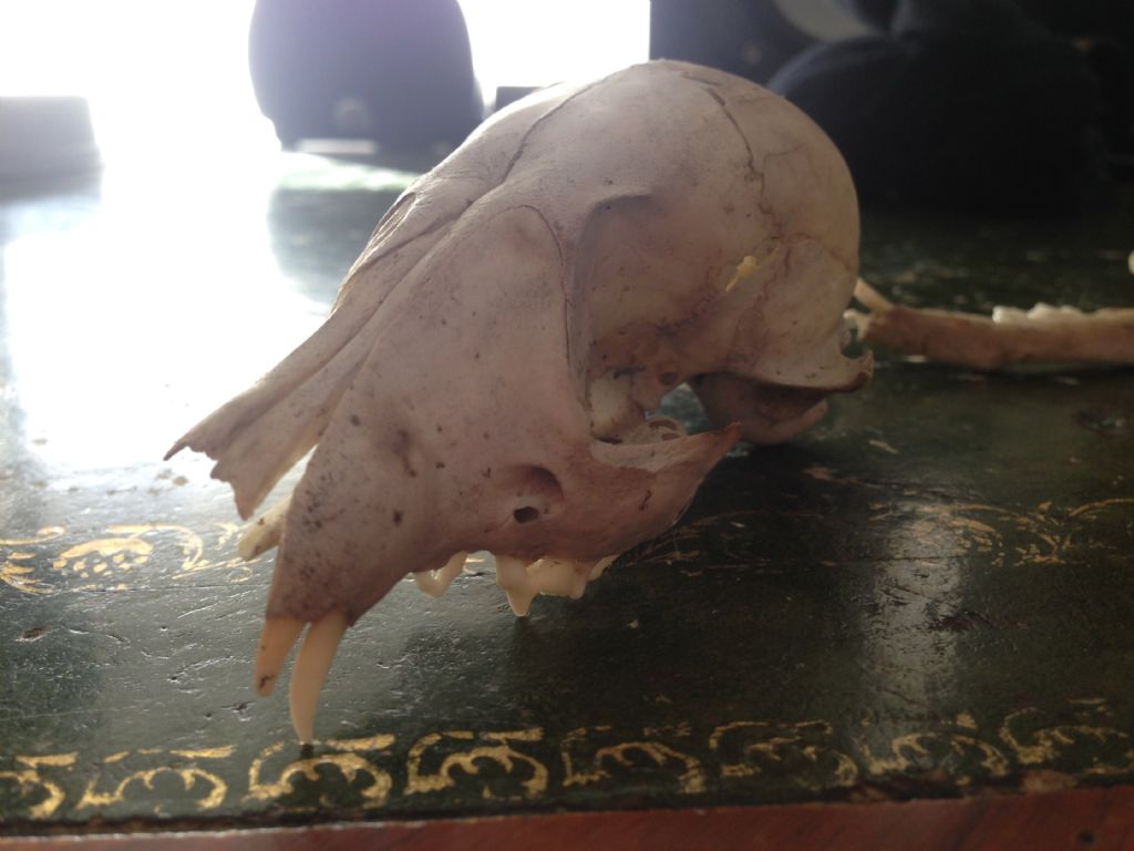 Crani da identificare. Cani e Capra domestica