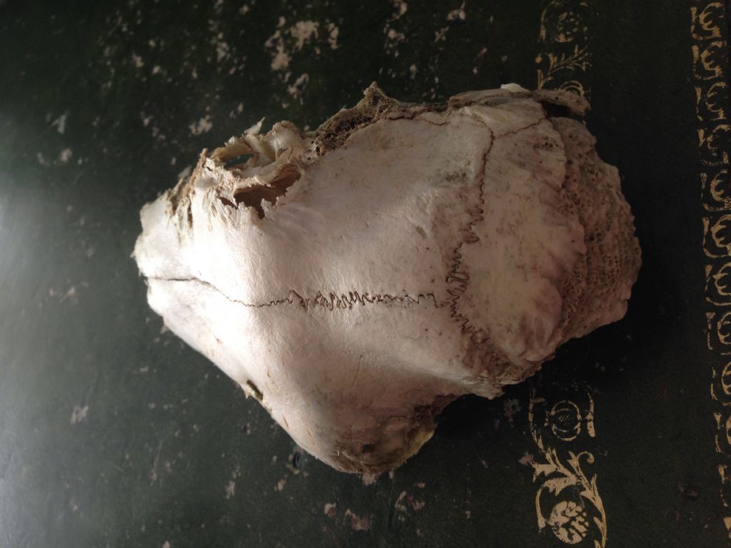 Calotta cranica danneggiata da identificare: cerva?