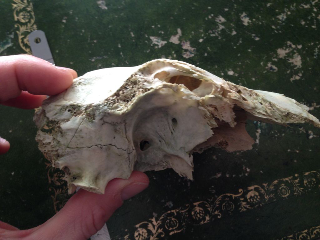 Calotta cranica danneggiata da identificare: cerva?