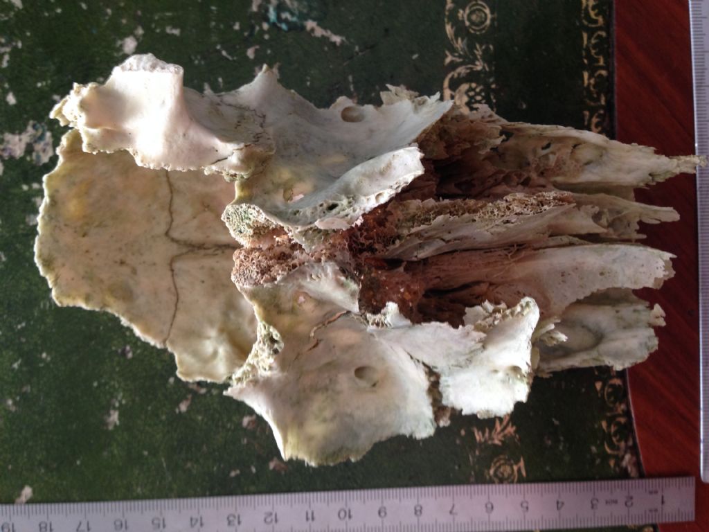 Calotta cranica danneggiata da identificare: cerva?