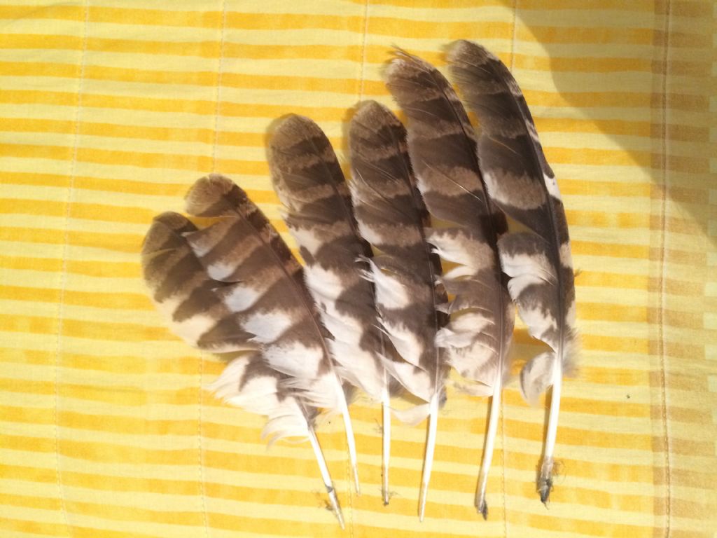 Penne di... allocco?