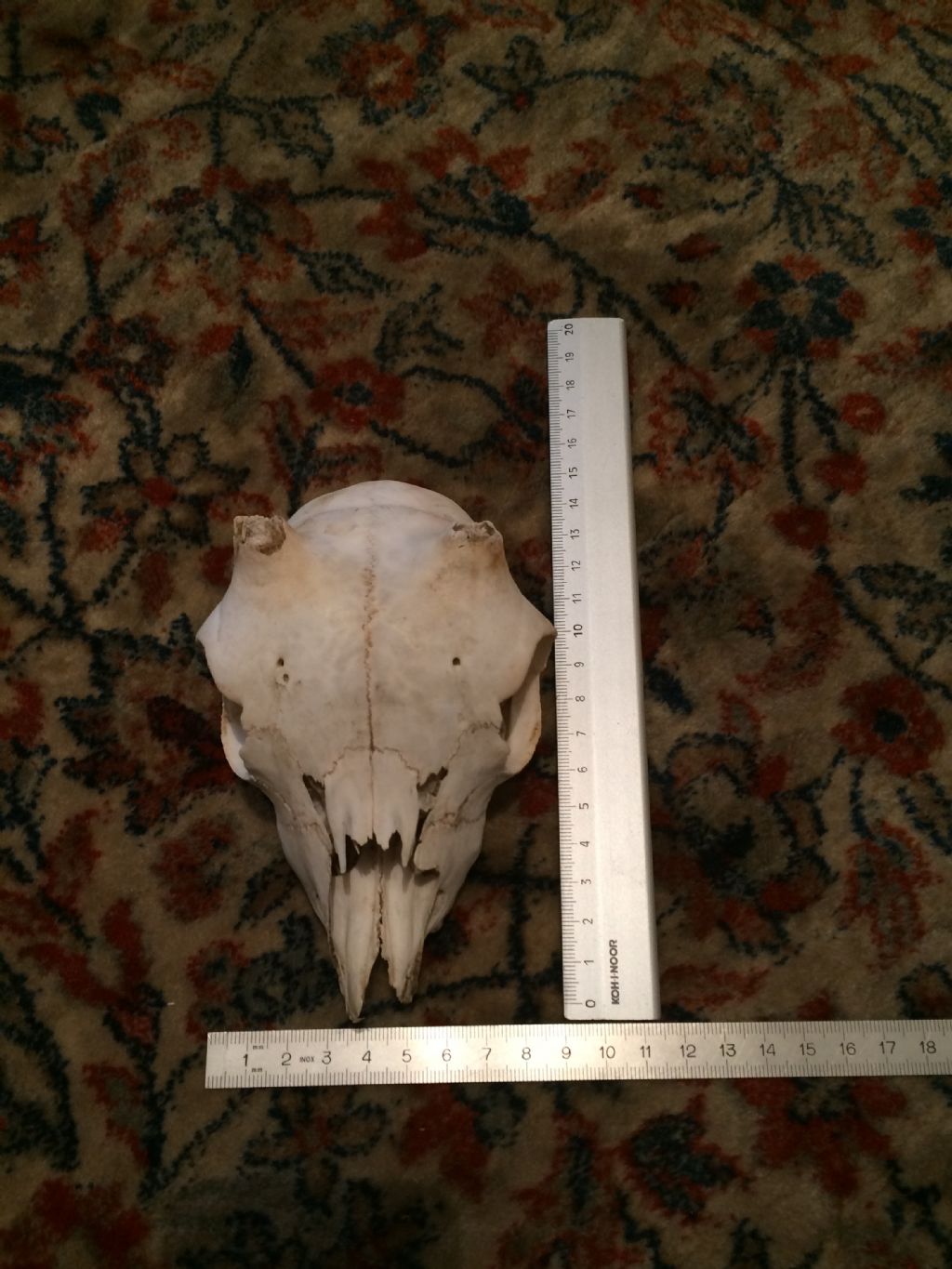 Cranio capretto da identificare: camoscio o stambecco?