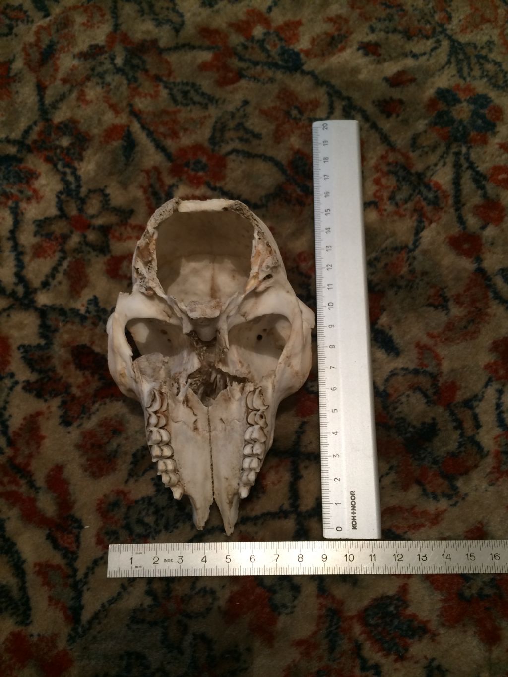 Cranio capretto da identificare: camoscio o stambecco?