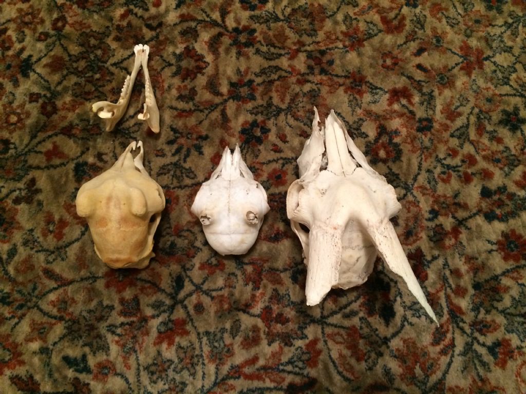 Cranio capretto da identificare: camoscio o stambecco?