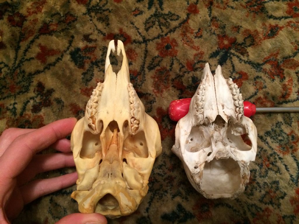 Cranio capretto da identificare: camoscio o stambecco?