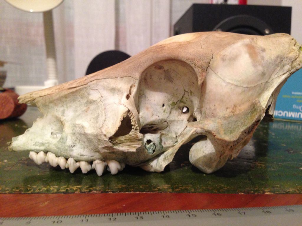 SOS altro cinghiale di cui determinare l''et�!!