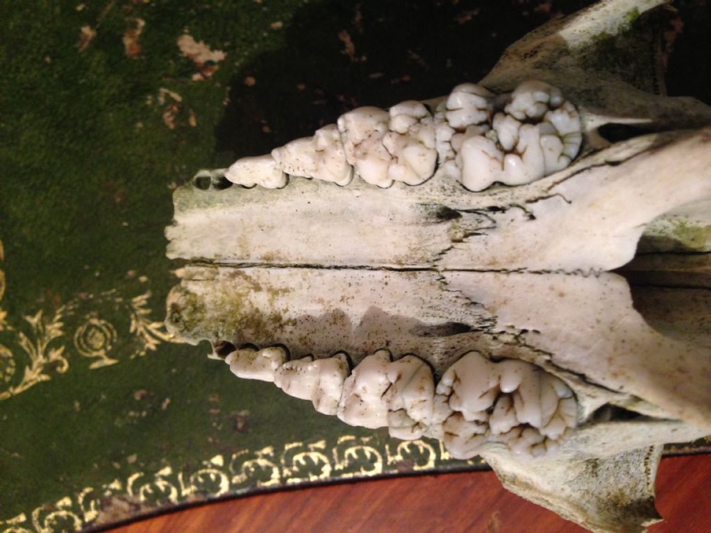 SOS altro cinghiale di cui determinare l''et�!!