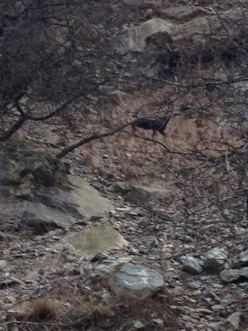 I camosci del Monte Pirchiriano - ritrovamenti