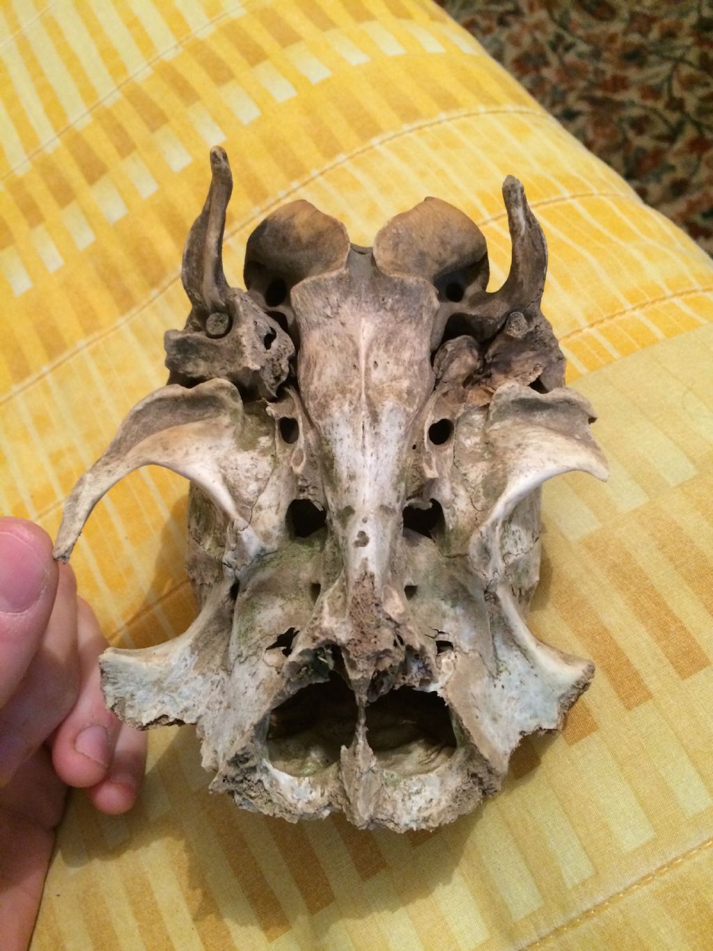 Riconoscimento calotta cranica: Daino femmina?