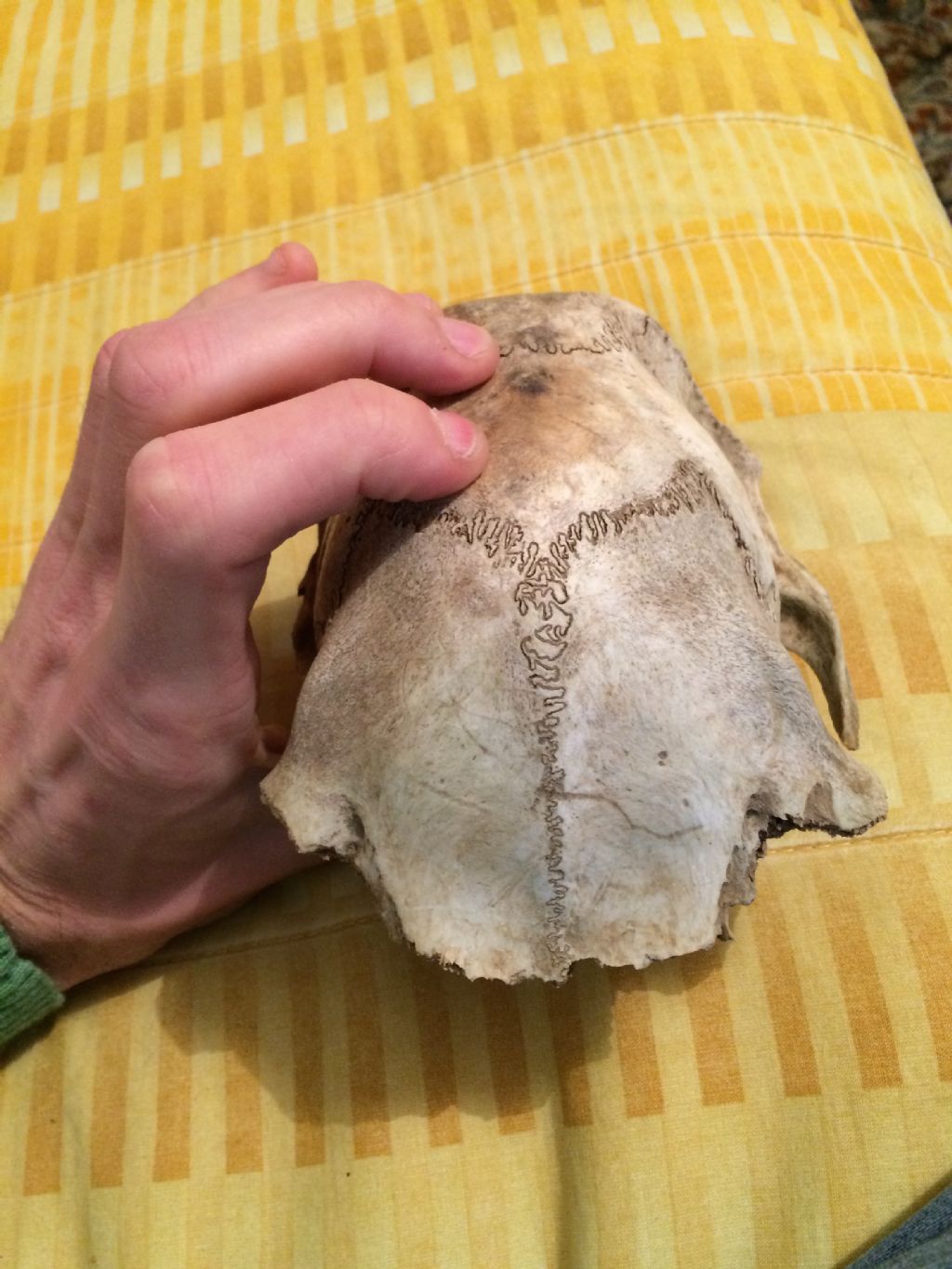 Riconoscimento calotta cranica: Daino femmina?