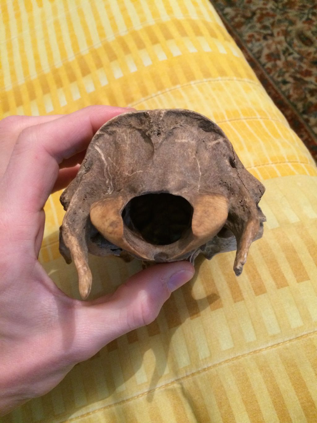 Riconoscimento calotta cranica: Daino femmina?