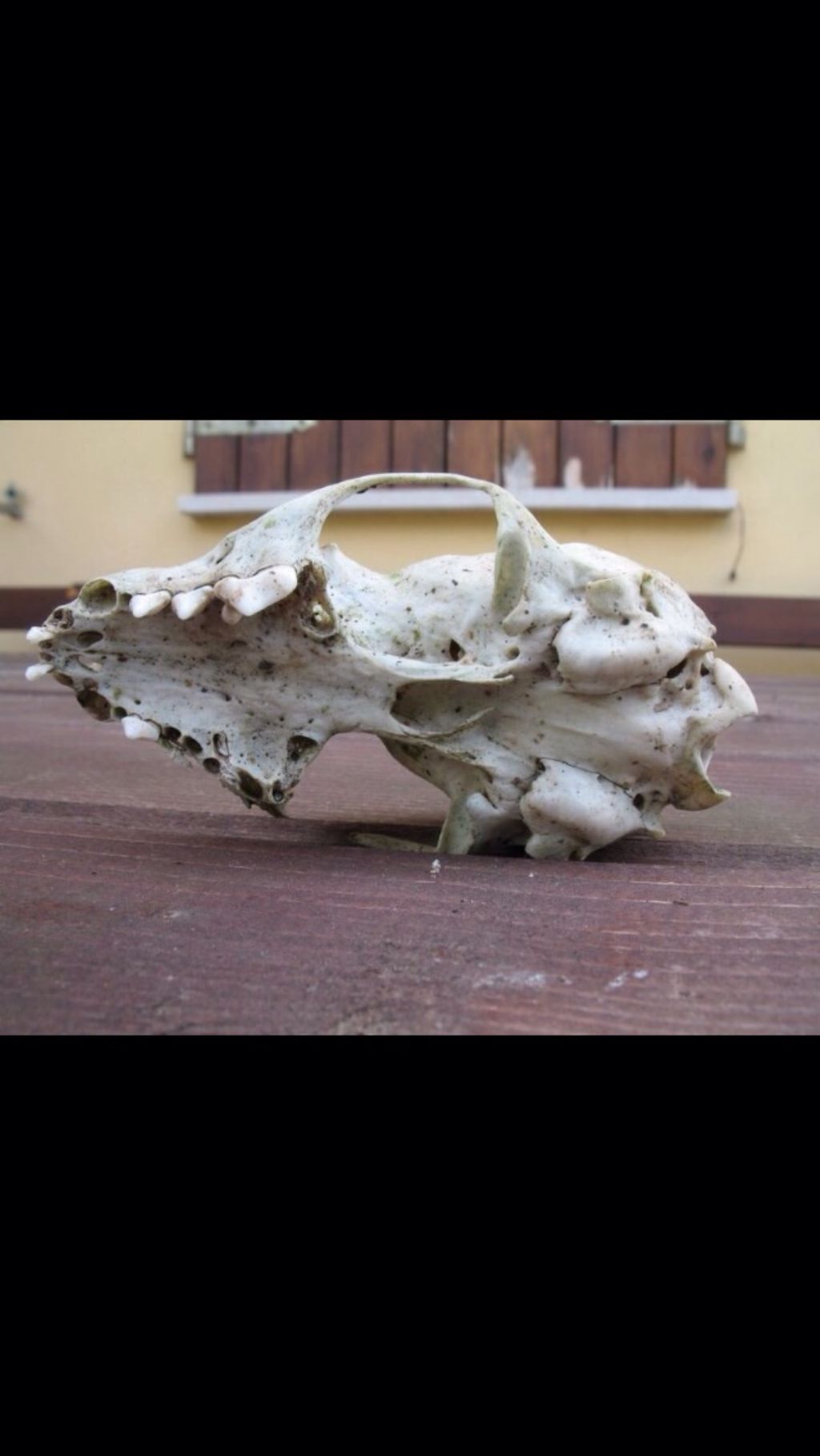 Crani da identificare. Cani e Capra domestica