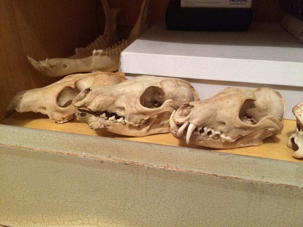 Crani da identificare. Cani e Capra domestica