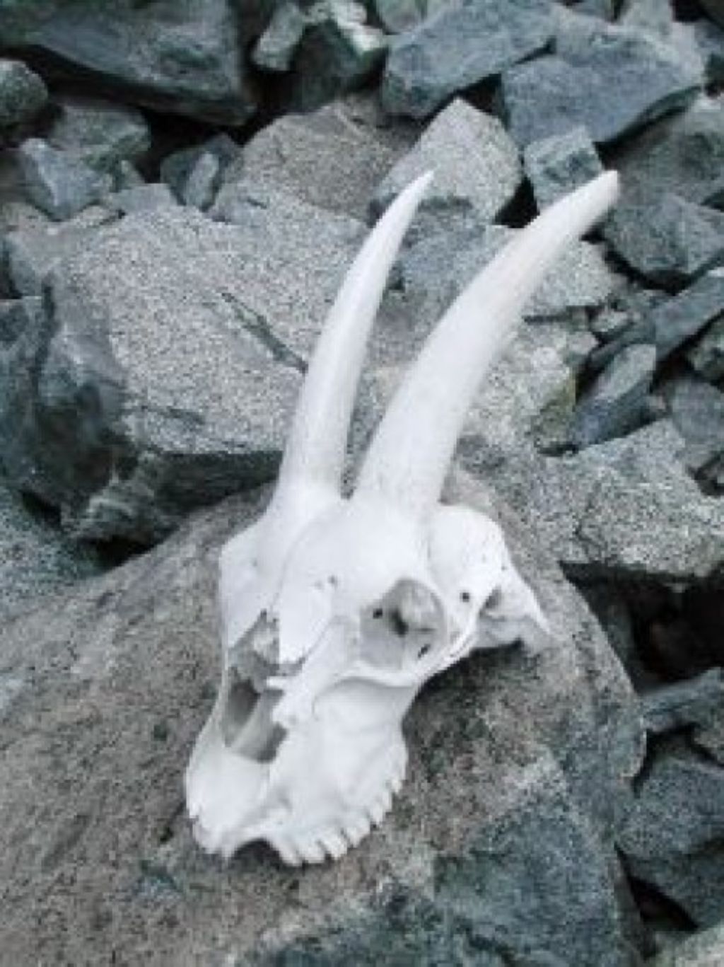 Cranio di? Capra domestica