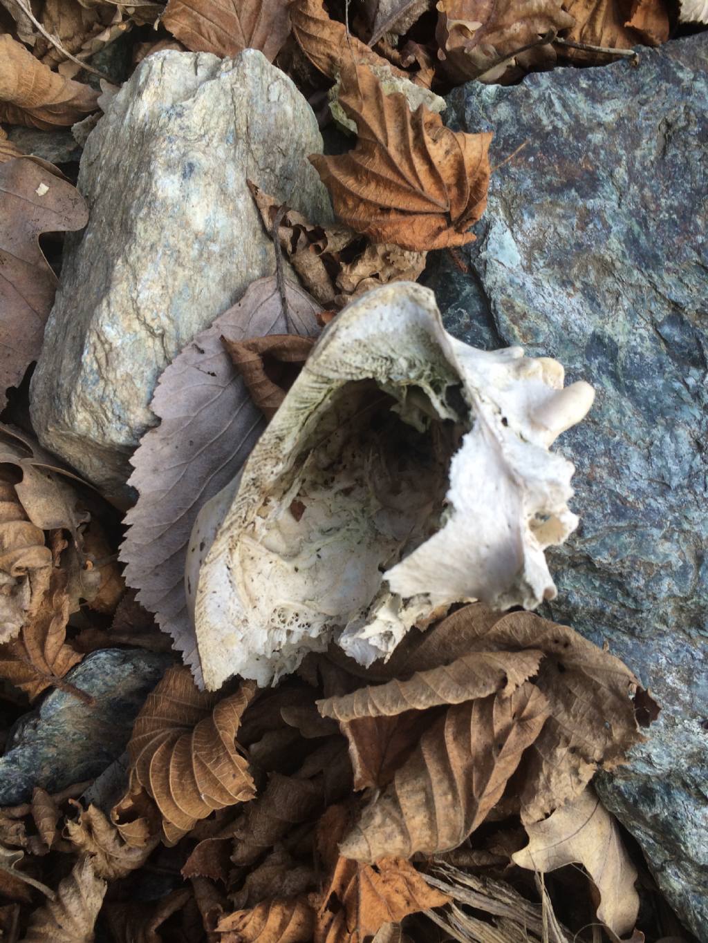 Identificazione cranio