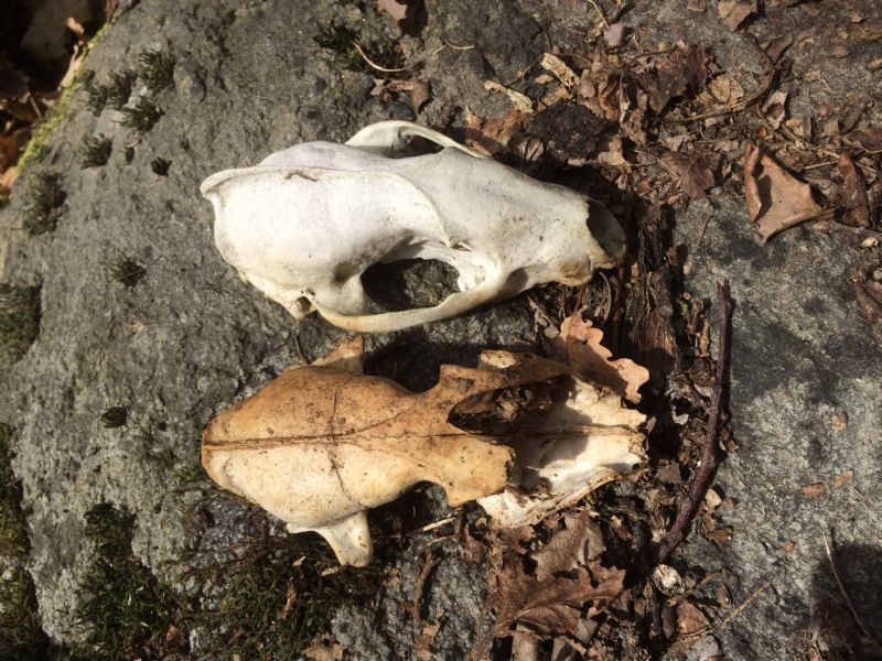 Ritrovamenti vari del weekend